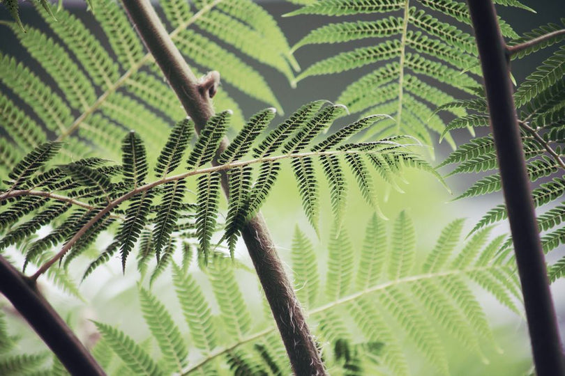BOTANIC ZEN