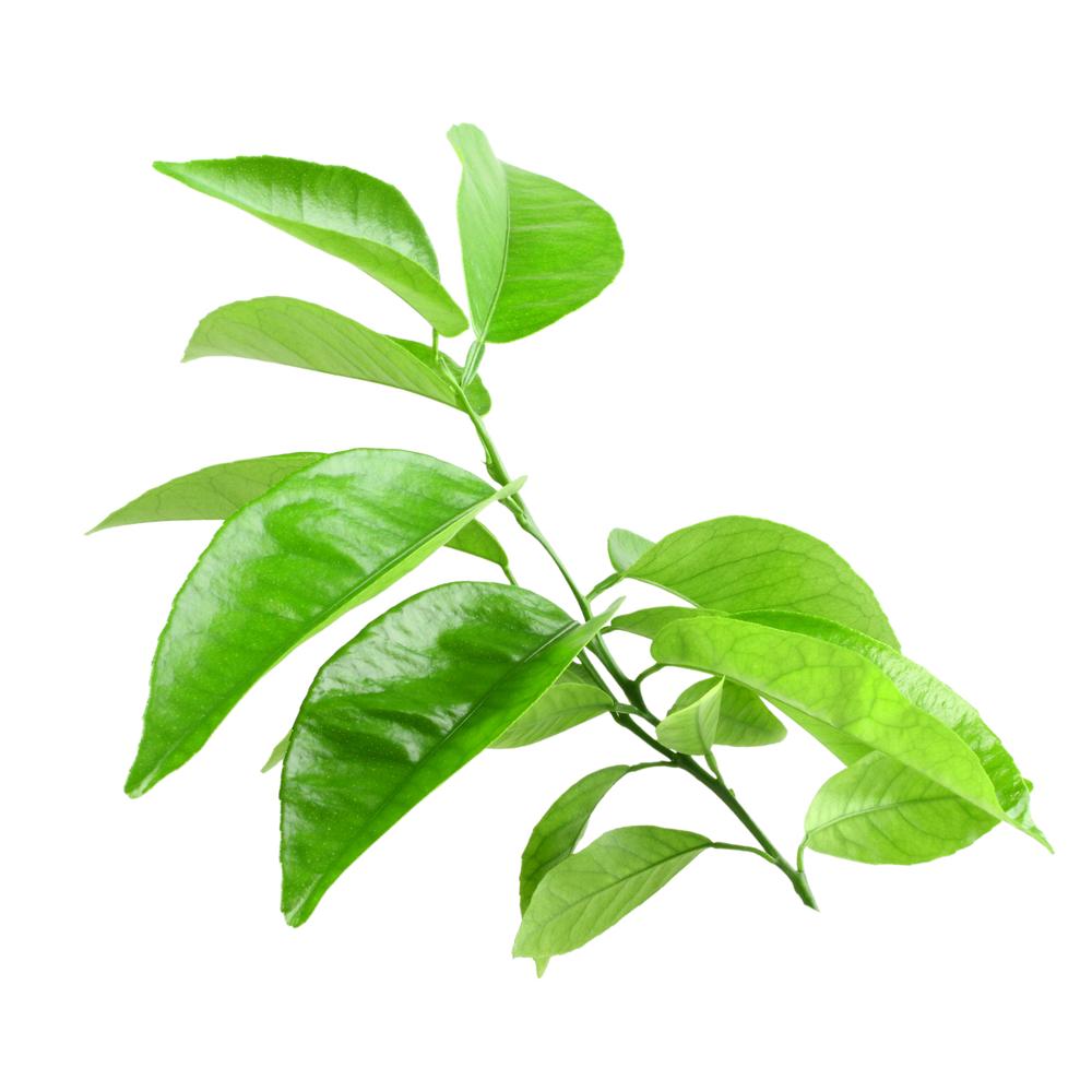 PETITGRAIN