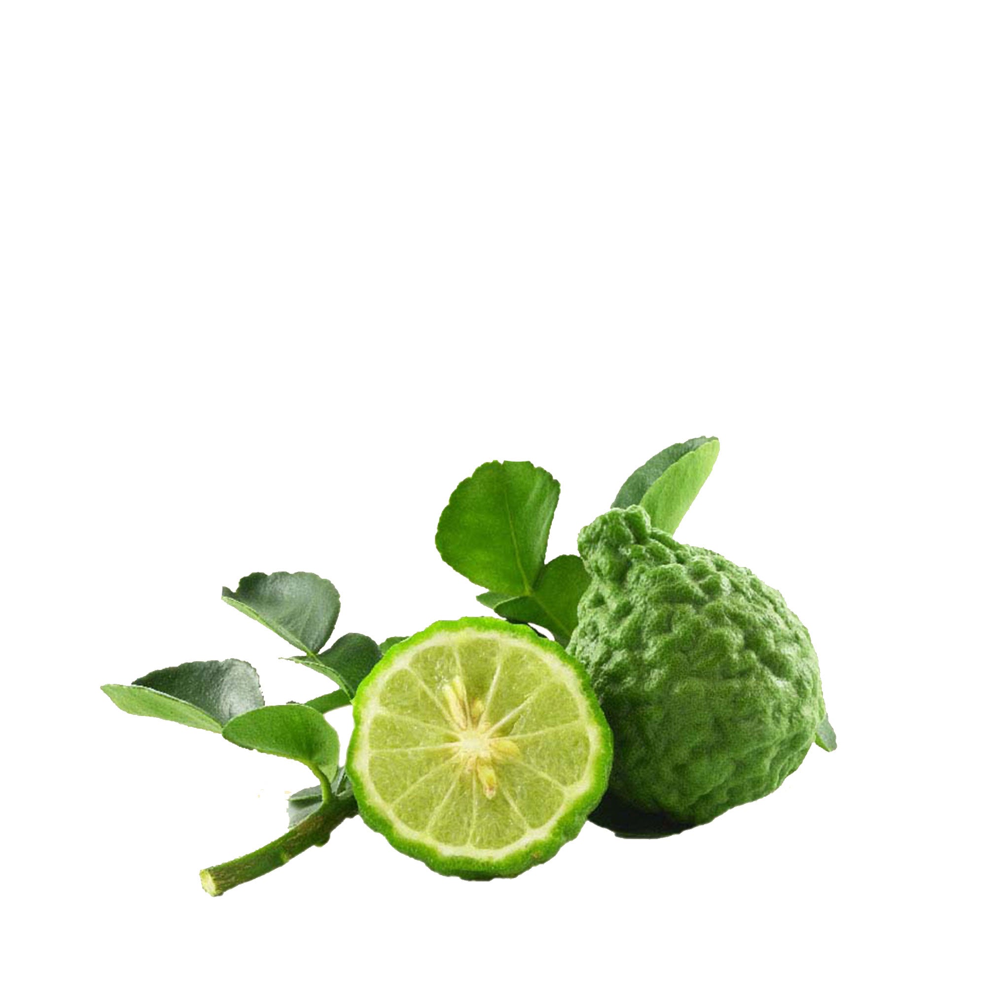 BERGAMOT