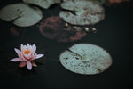 RUSTIC BLOSSOM