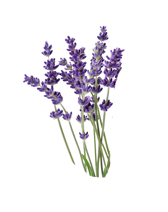 LAVENDER